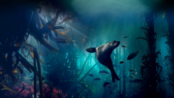 részlet Bolygónk, a Föld II (Planet Earth 2) + A kék bolygó 2 (Blue Planet 2) Gyűjtemény  - UHD Blu-ray + Blu-ray 