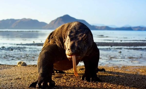 részlet Bolygónk, a Föld II (Planet Earth 2) + A kék bolygó 2 (Blue Planet 2) Gyűjtemény  - UHD Blu-ray + Blu-ray 