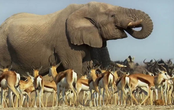 részlet Bolygónk, a Föld II (Planet Earth 2) + A kék bolygó 2 (Blue Planet 2) Gyűjtemény  - UHD Blu-ray + Blu-ray 