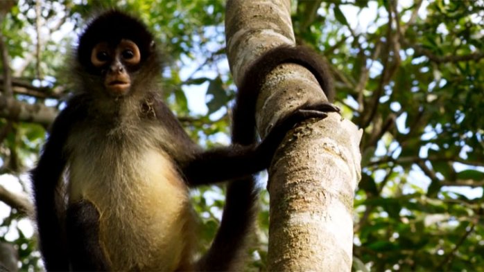 részlet Zázračná planeta II - 4K Ultra HD Blu-ray + Blu-ray 4BD (bez CZ)