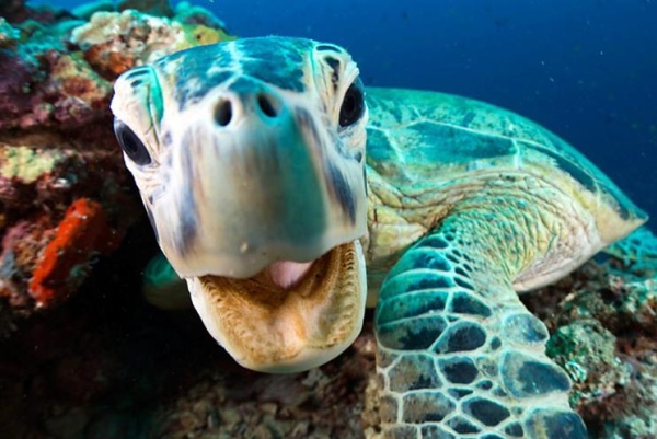 részlet Bolygónk, a Föld II (Planet Earth 2) + A kék bolygó 2 (Blue Planet 2) Gyűjtemény  - UHD Blu-ray + Blu-ray 